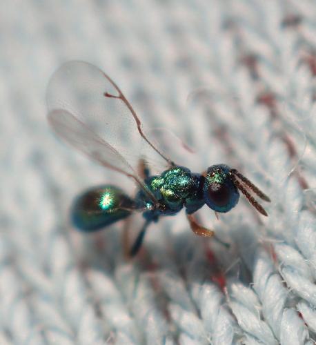 Réf. 183 495 : Miscogastrinae inconnu